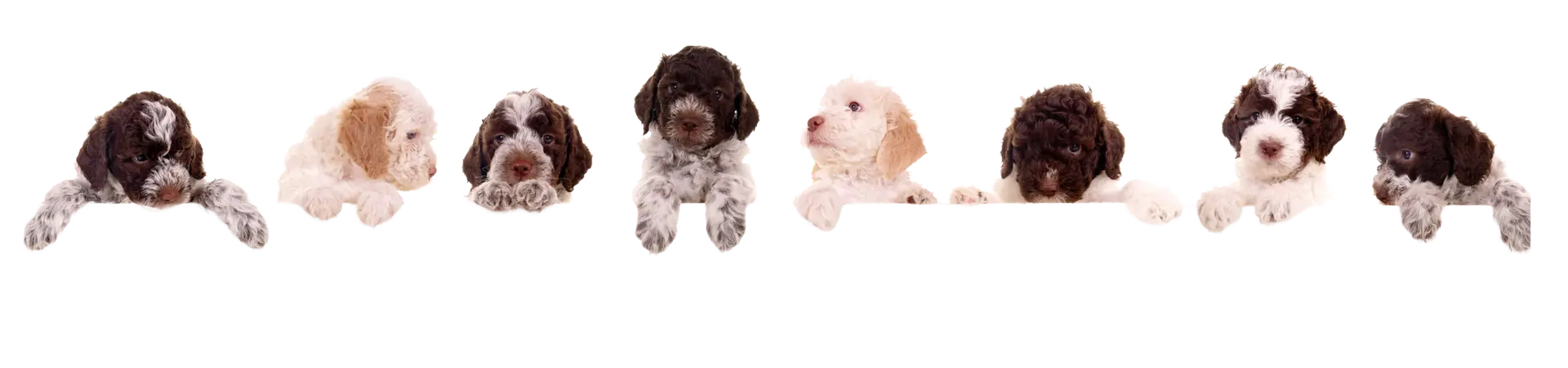 Available puppies banner transparent