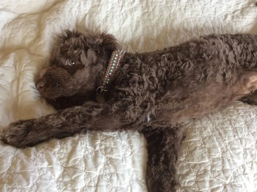 Lagotto Romagnolo puppy lying on bed