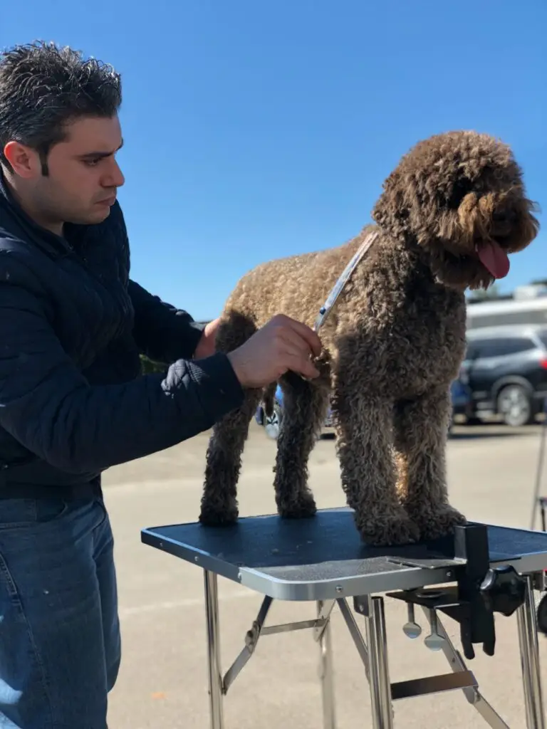 Lagotto Romagnolo dog on grooming table being trimmed by Andrea Langianni