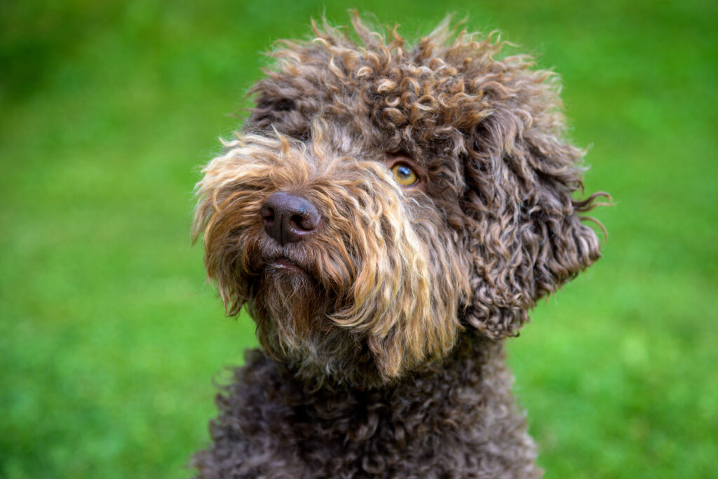 a Lagotto Romagnolo in semiprofile