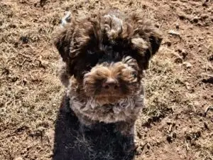 Lagotto2