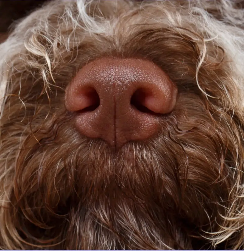 closeup photo of a Lagotto Romagnolo nose