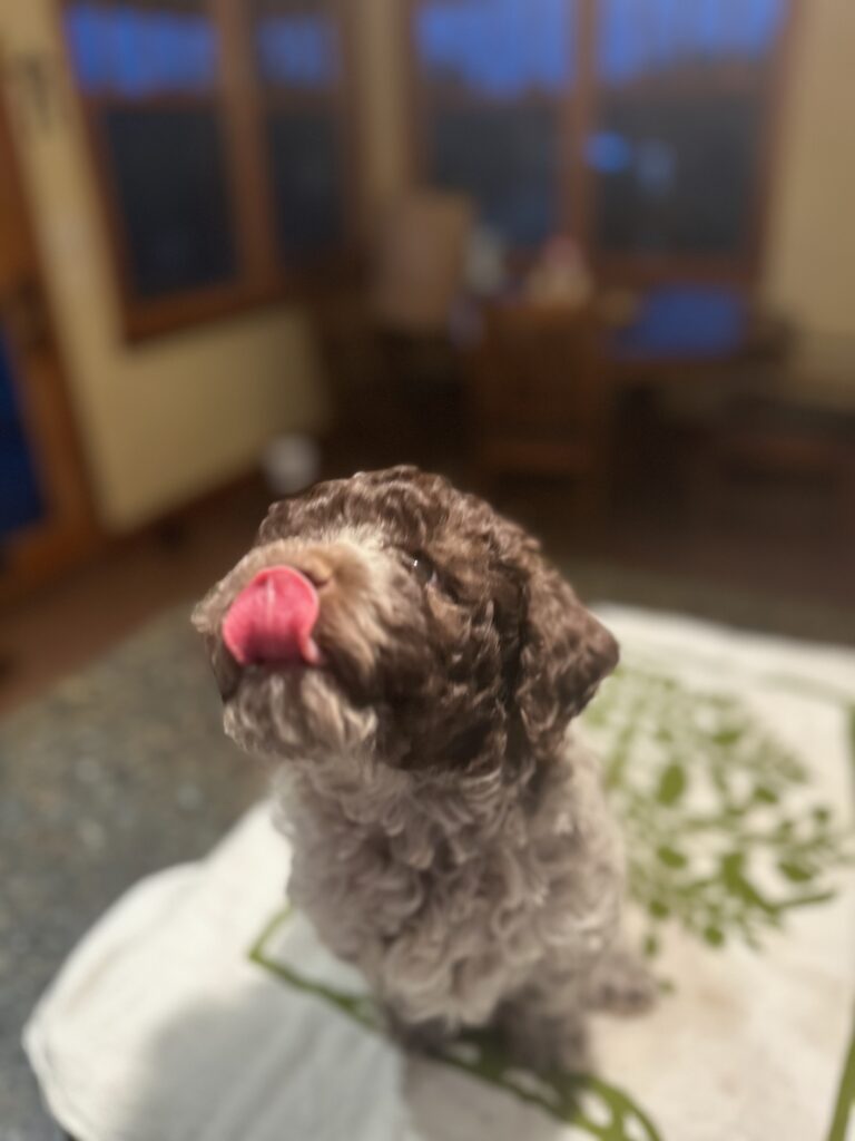 puppy with tongue sticking out