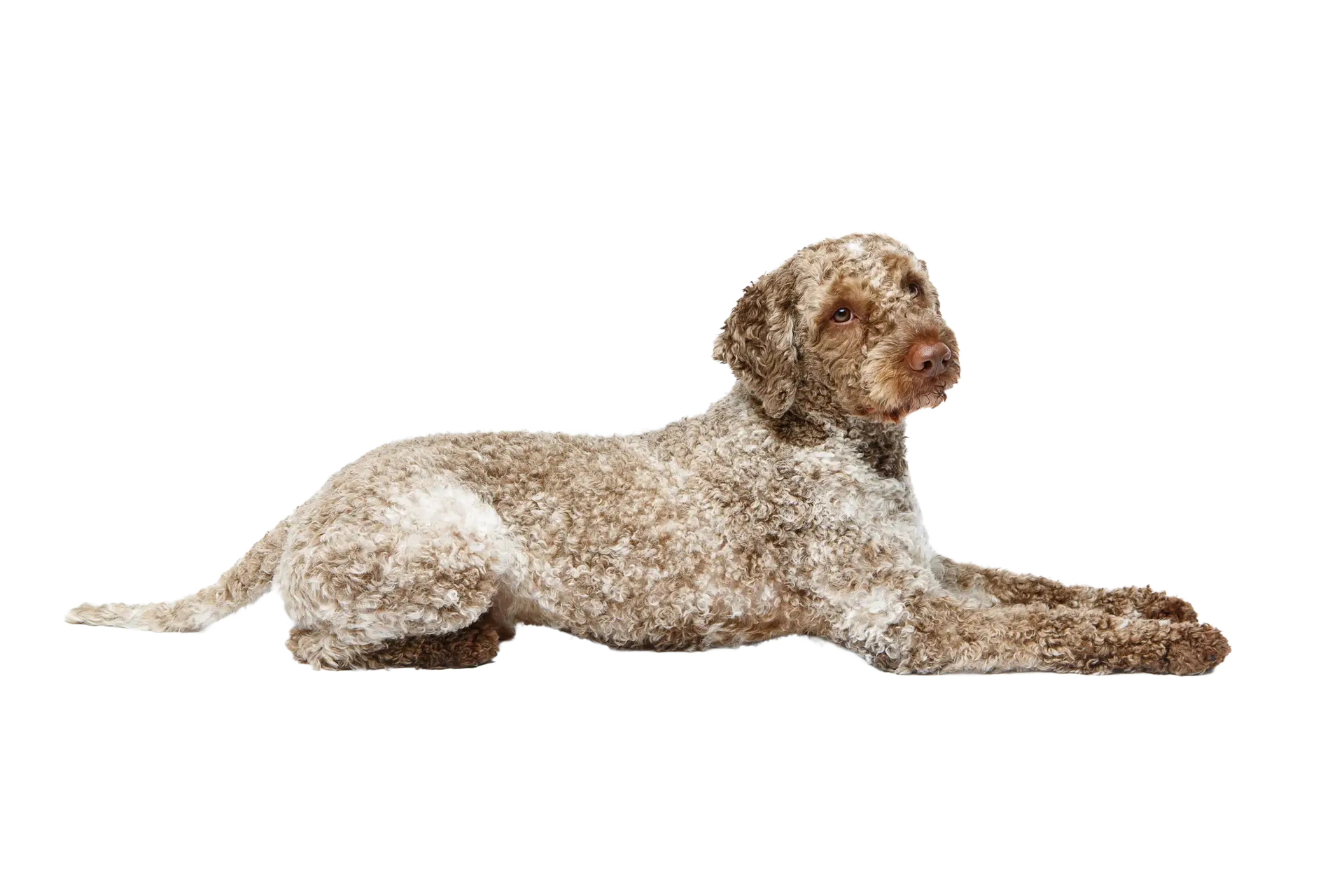 Lagotto Romagnolo dog lying down