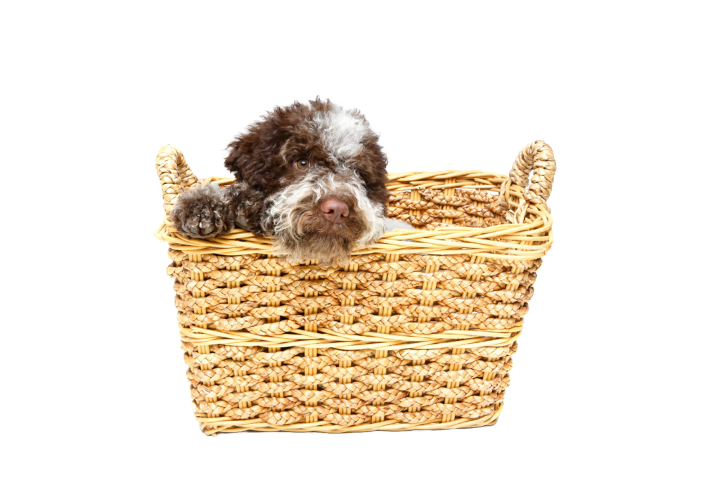 Lagotto puppy peeking out of basket