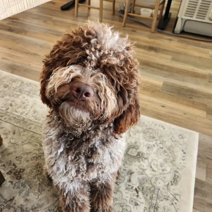 Lagotto Romagnolo dog