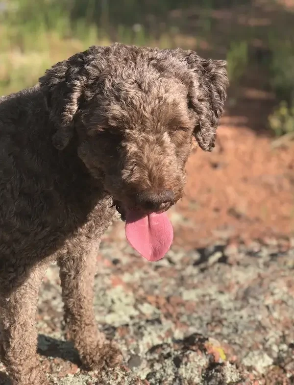 Lagotto1