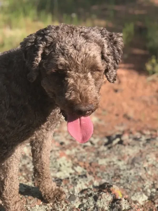 Lagotto1