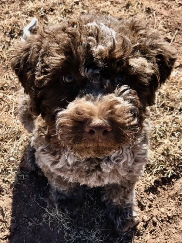 Lagotto2