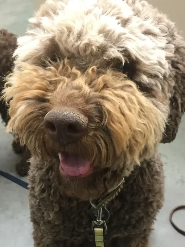 Close up of Lagotto Romagnolo face