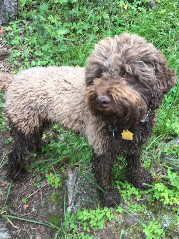 MuddyLagotto